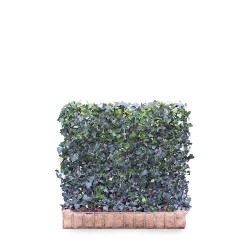 Hedging Screen - Hedera Helix Woerner - 1200mm x 1000mm