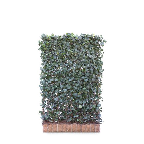 Hedging Screen - Hedera Helix Woerner - 1200mm x 1800mm