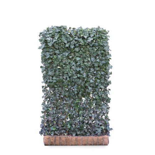 Hedging Screen - Hedera Helix Woerner - 1200mm x 2000mm