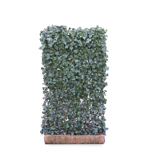 Hedging Screen - Hedera Helix Woerner - 1200mm x 2200mm
