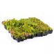 MobiRoof ECO Green Roof