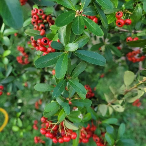 Hedging Screen - Pyracantha Dart's Red - 1200mm x 1550mm