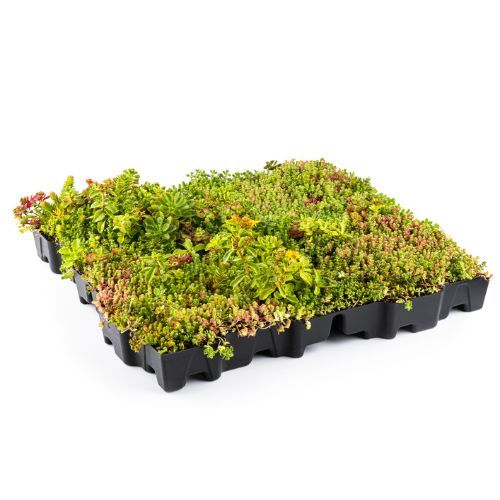 MobiRoof ECO Green Roof - 500mm x 500mm