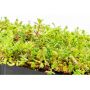 MobiRoof ECO Green Roof - 500mm x 500mm