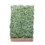 Hedging Screen - Hedera Helix White Ripple - 1200mm x 1800mm