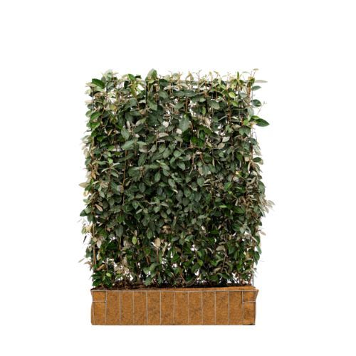 Hedging Screen - Elaeagnus Ebbingei