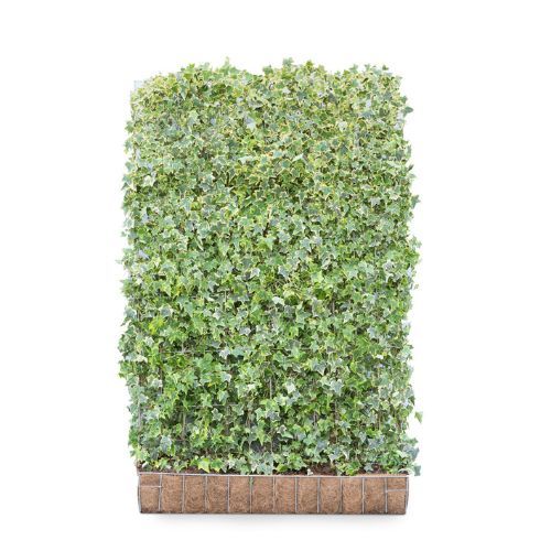 Hedging Screen - Hedera Helix Goldchild