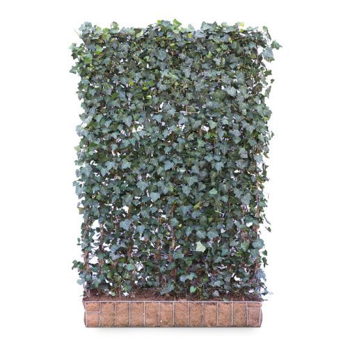 Hedging Screen - Hedera Hibernica
