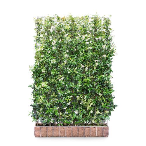 Hedging Screen - Trachelospermum Jasminoides
