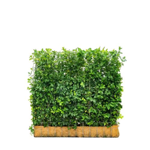 Hedging Screen - Euonymus Dartand#039;s Blanket - 1200mm x 1000mm