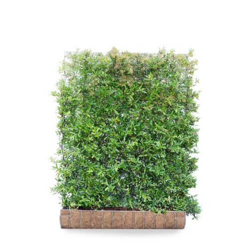 Hedging Screen - Pyracantha Dartand#039;s Red - 1200mm x 1550mm