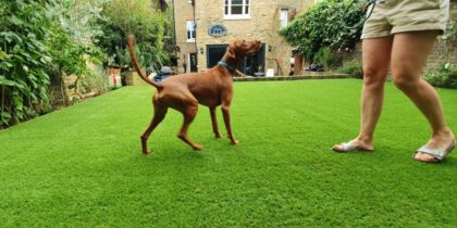 Is Artificial Grass Good for Dogs?