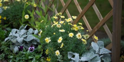 What To Put In Planters - A Guide For Your Garden