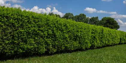 Choose the Right Plants for Your Hedging Screens