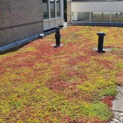 Green Roofs - Guides & Reviews