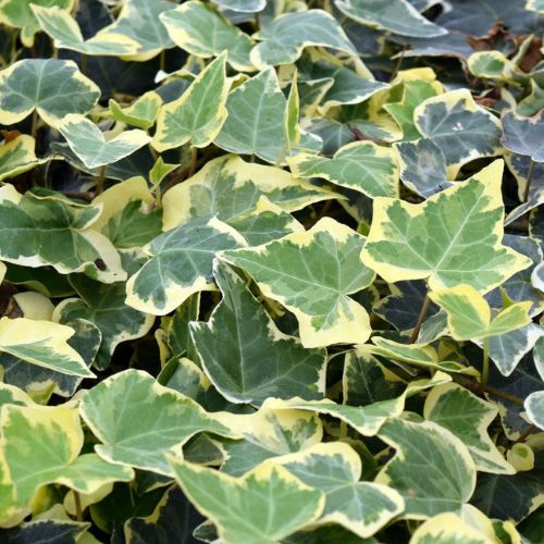 Hedera Helix Goldchild